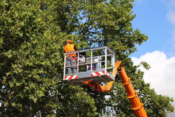 Best Palm Tree Trimming  in Evergreen Park, IL